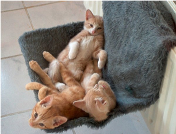 Katten samen in de hangmat