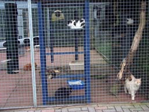 Kattenpension